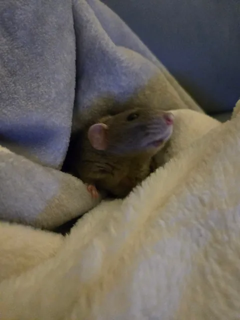 Need to go to sleep but wanted to share this cutie picture of Jimily