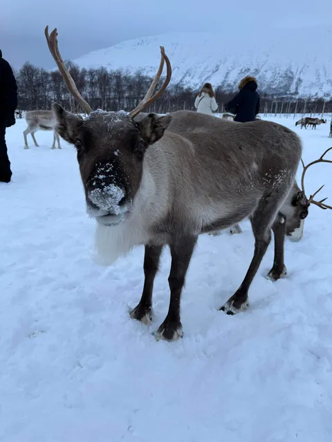 Saw the northern lights for the first time in Tromso, Norway