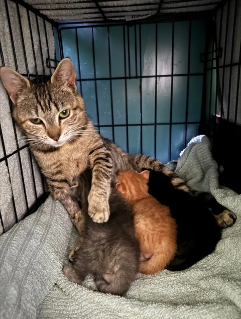 Honey was so protective of her babies Jonesy, Reilly and Bonnie McPurray. Second pic is of her babies all grown up :)