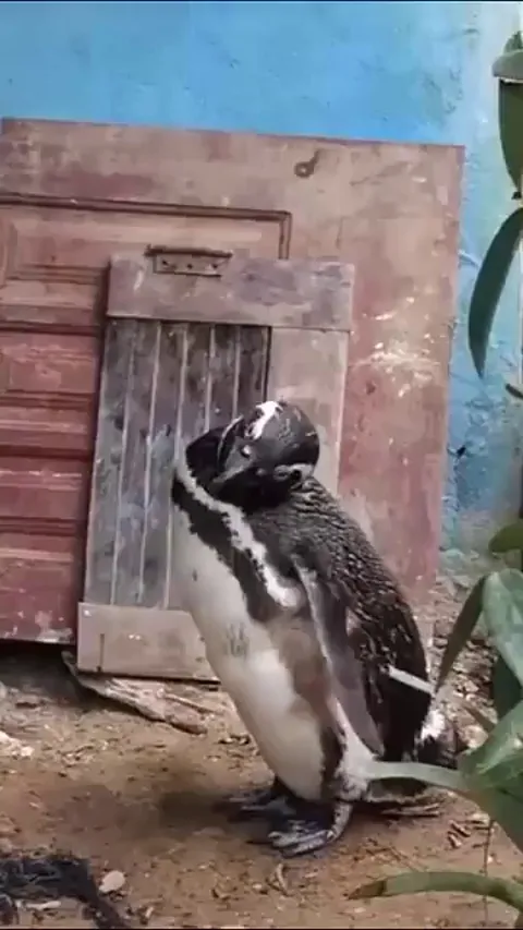 A penguin swims 5,000 miles every year to visit the man who saved his life. Jinjing, a Magellanic penguin, was rescued by a fisherman in Brazil-and he's never forgotten.