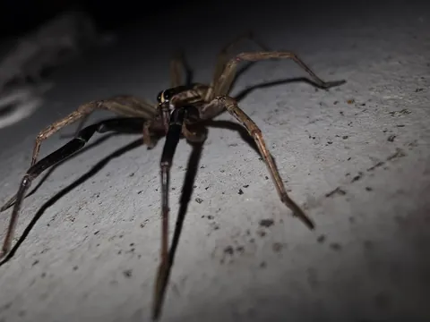 Was in garage when this wolf spider dropped by. It was chill and let me take a bunch of close-ups