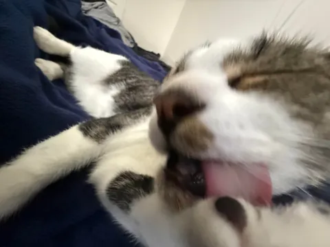 Little shit got into my lasagna and now has stained peets