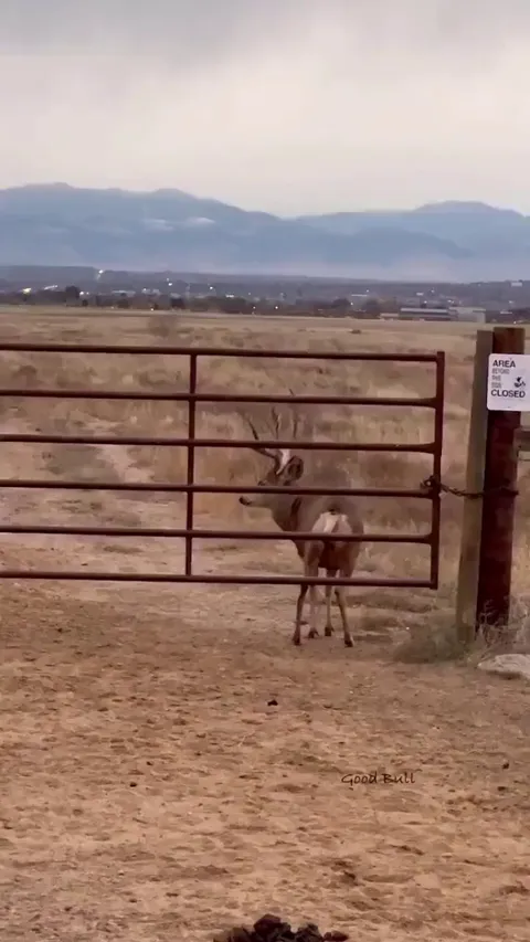 It is smarter than most people