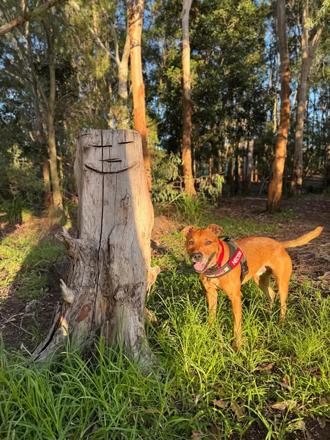 I repot my little potato every night so he gets a good rest before his early morning adventures.