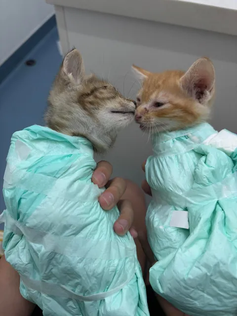 On my way to work this morning, I found this little kitten under my office building