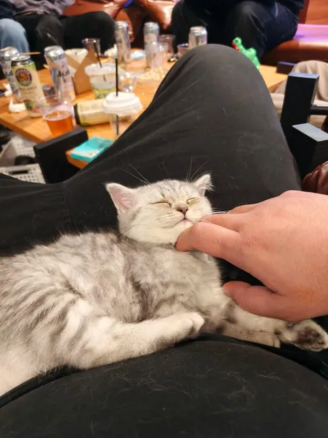 l have four cats now!