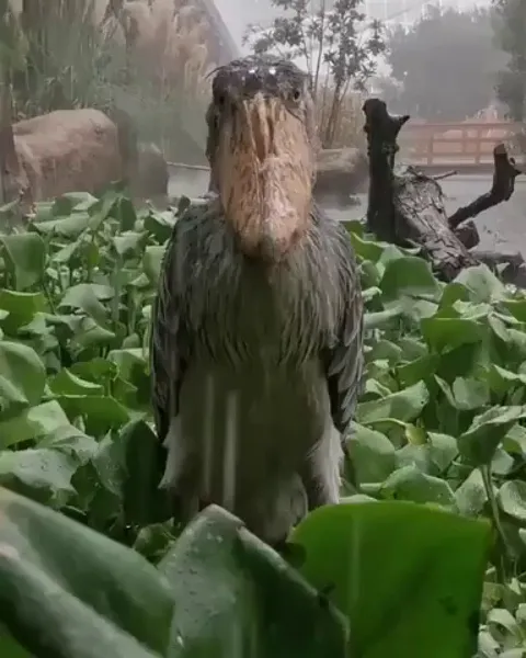 🔥 Shoebill stork stands still in the rain, staring at you judgmentally.