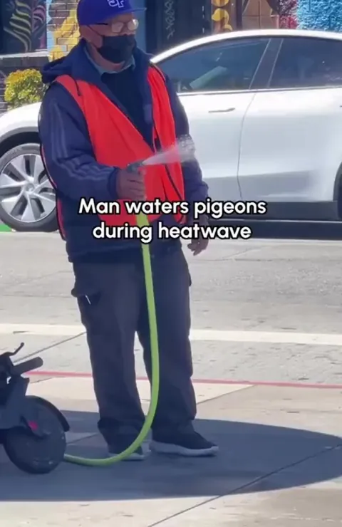 Man watering pigeons during a heatwave