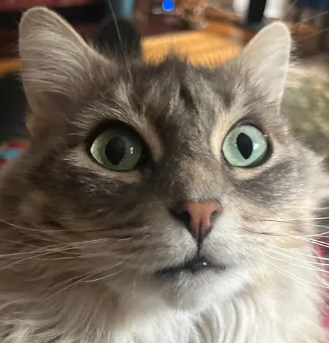 Why does my cat do this?