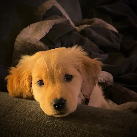 Meet Janet. She’s a Good Janet. Except when she’s a Bad Janet. And even then she’s an Adorable Janet.