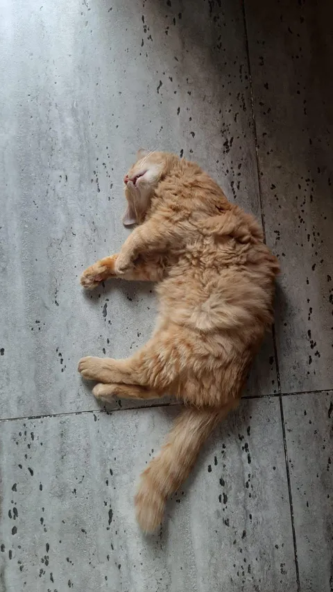 Sometimes I get scared when I see my cat sleeping