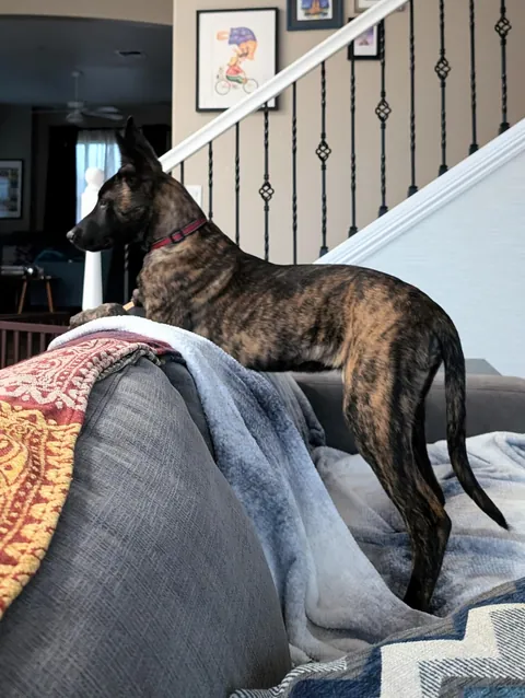 Think I got an order of Daddy Long Legs instead of a pupper !