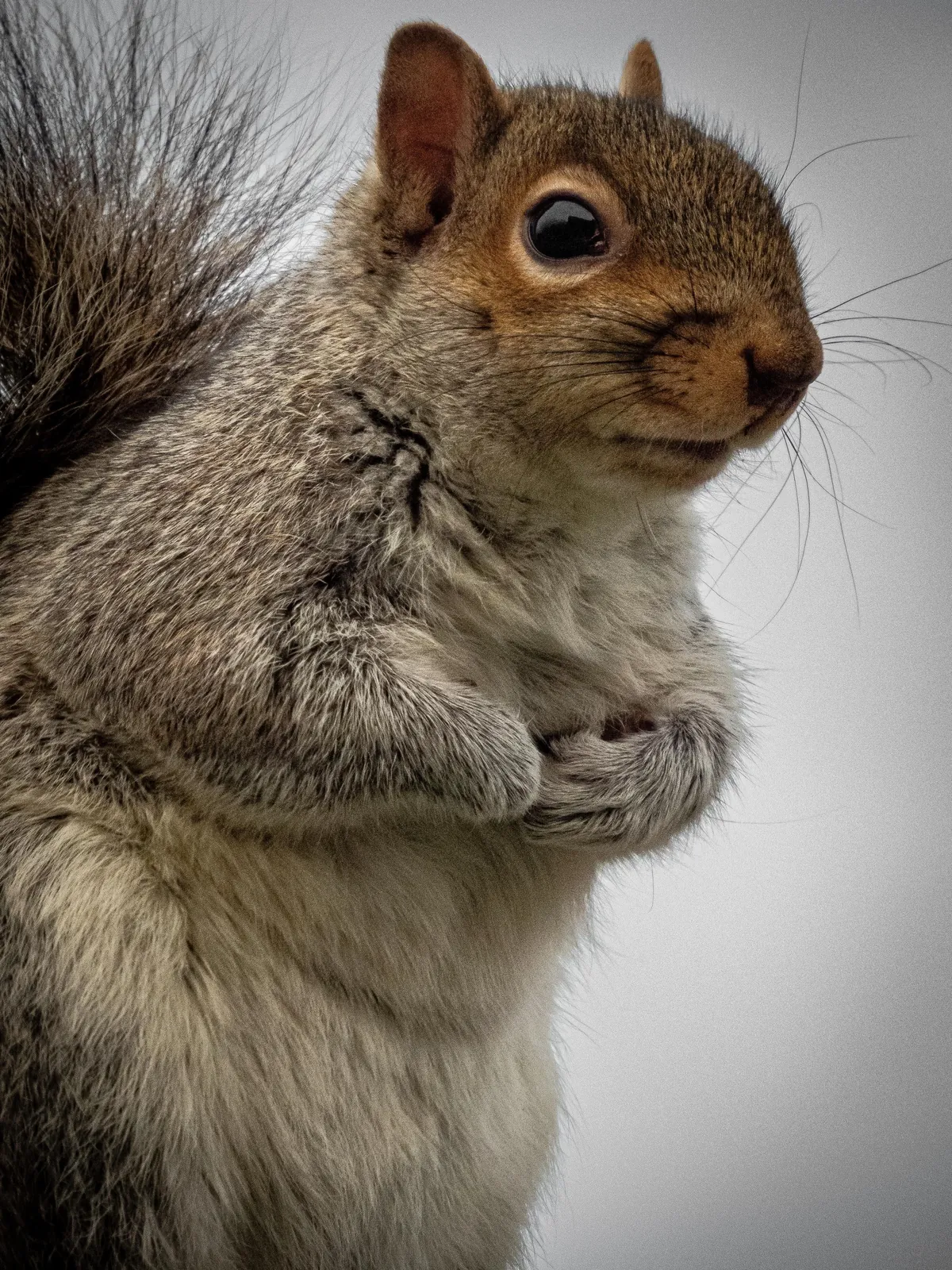 This is Sandy, every morning she comes to my window and I hand feed her peanuts!