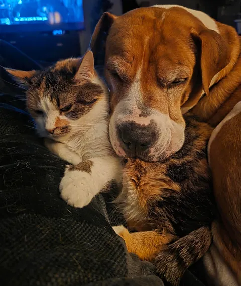 My (formerly) feral cat is finally reaĺlllyyyy cuddling with my rescue pup.(oc)