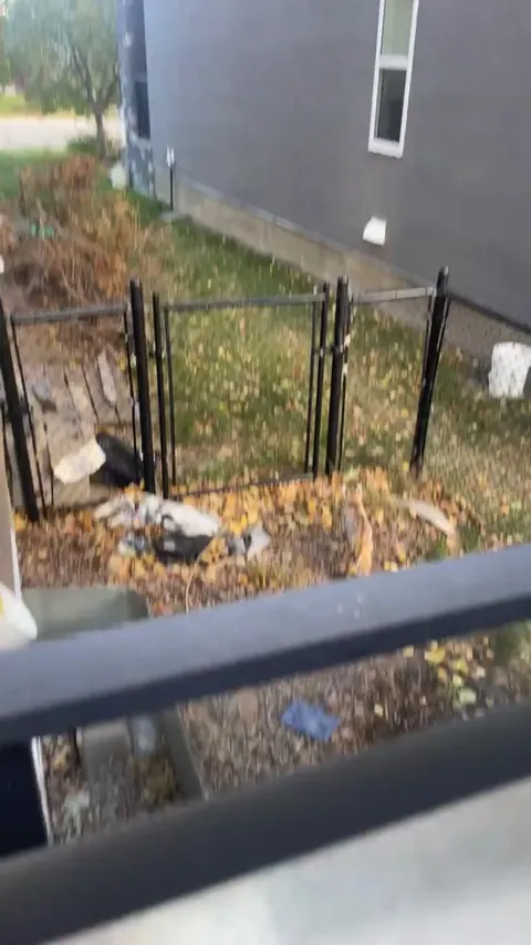 Baby lynx in backyard, feels crazy rare to see this!