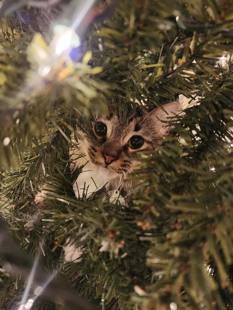 Indiana climbed my tree because he's the star