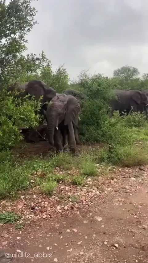 Elephant attacks her sibling. A group of three mother elephants rush to his aid after he cries in pain