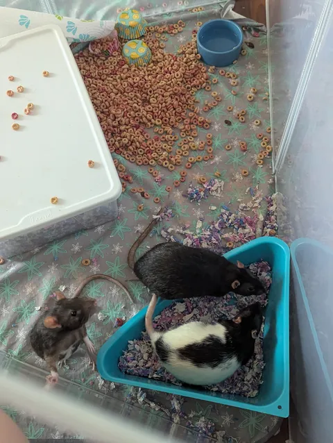 My two year old decided I didn't give my rats enough cheerios