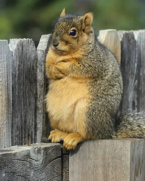 PsBattle: Cross-armed Squirrel