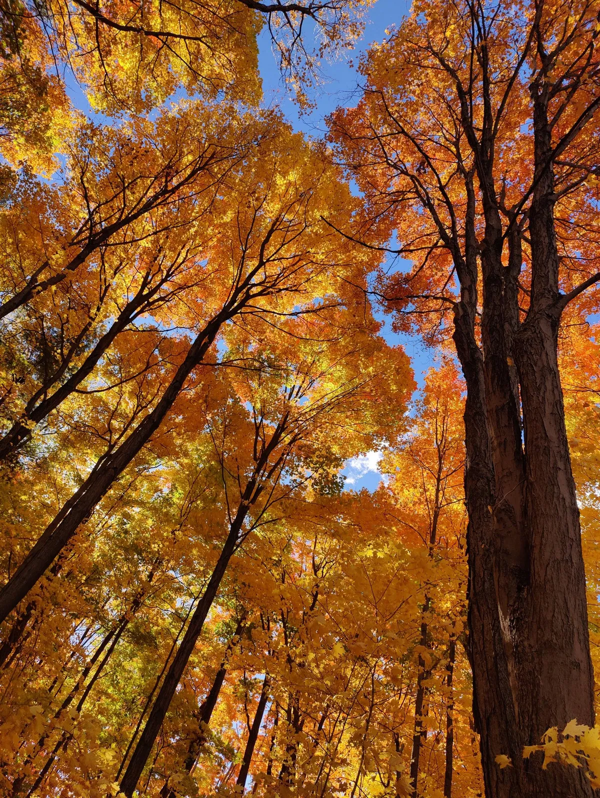 ITAP of some golden leaves on a sunny day 