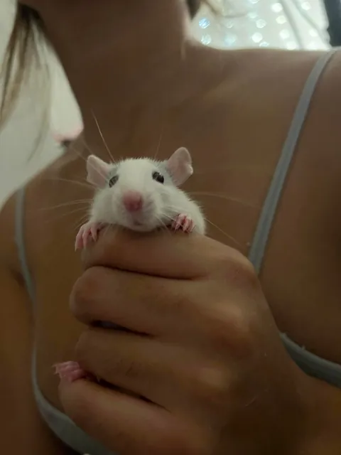 Everyone say hi to Henry