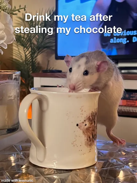 Crimes my rats committed this week
