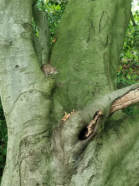 Not pet rats, but hope you guys appreciate this lil cutie and her acorns.