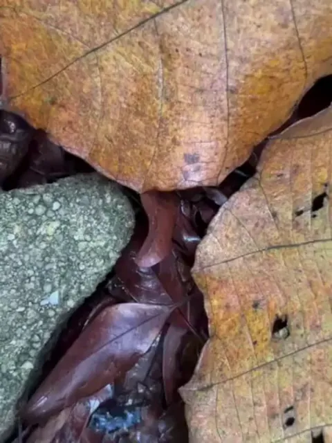 Malayalam Blue Coral Snake