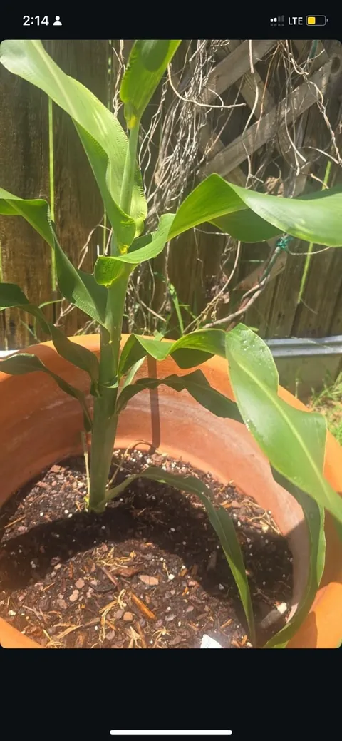 Help identifying weird sage plant?