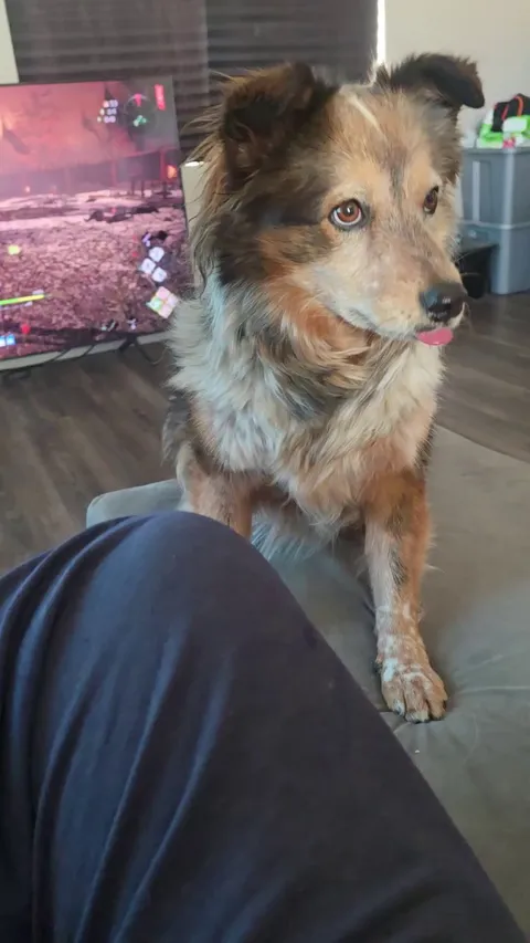 My Dog Enjoying Some Eggs