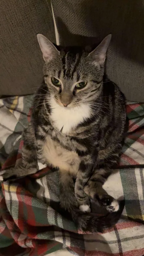 My little baby that sits like a man