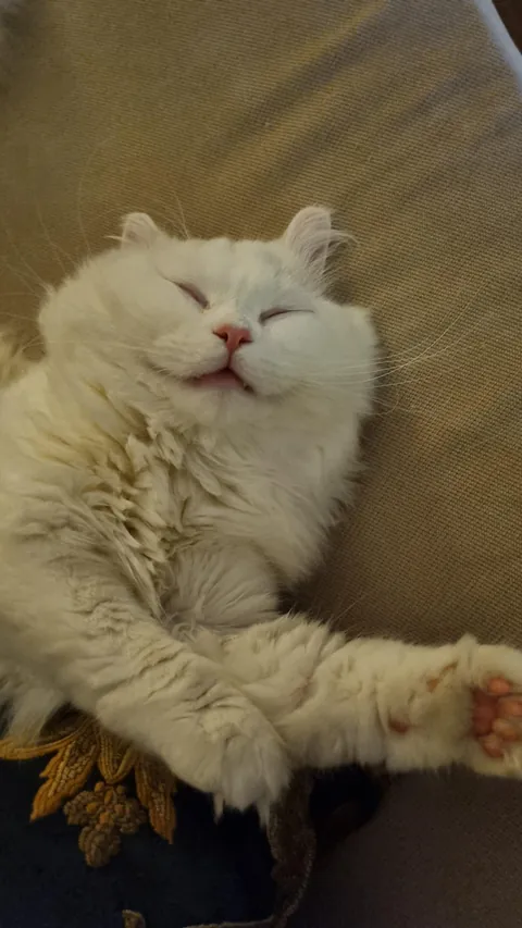 He LOVES to sleep in weird positions