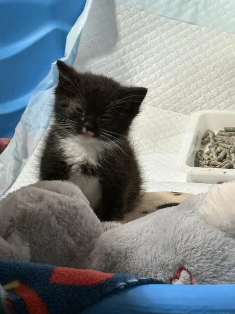 Found this little guy at a 7/11*