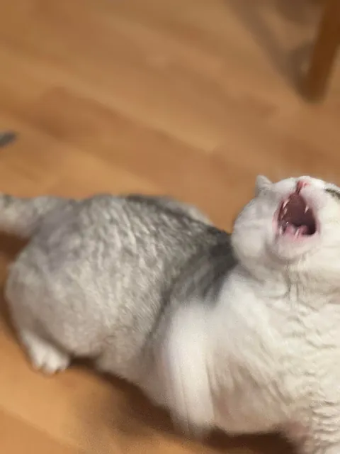 The shelter said he was a chill little man…