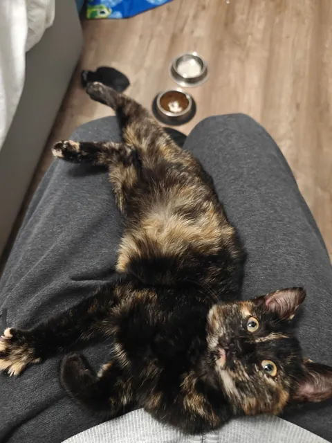 Luna's funny expressions (funniest one at the end) 😺