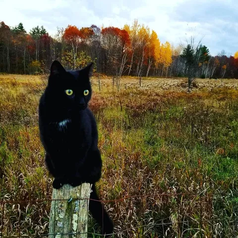 Keep them safe this spooky season