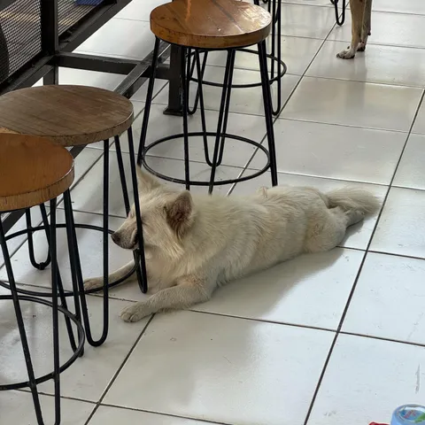 A fluffy little piece of calm in a noisy world