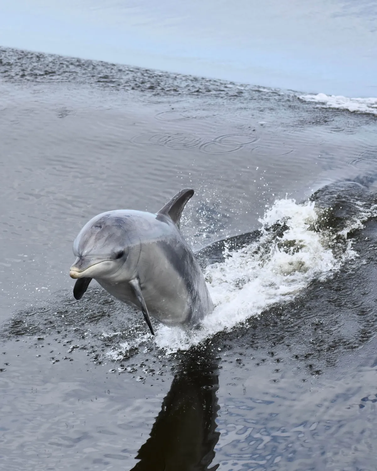 🔥 A dolphin surfing a bow wave