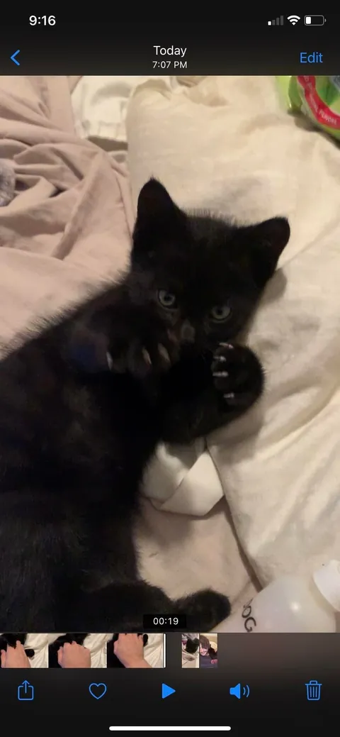 Two weeks without you 🐈‍⬛