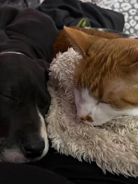 Our cat is so happy to have a friend again!