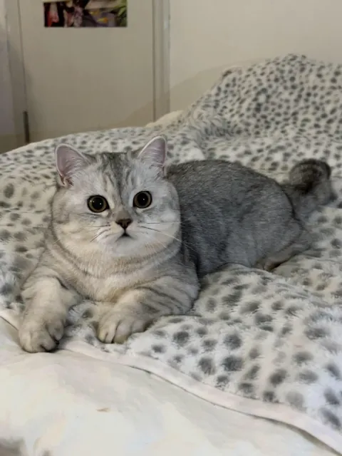 I’ve hired this cat to keep an eye on you