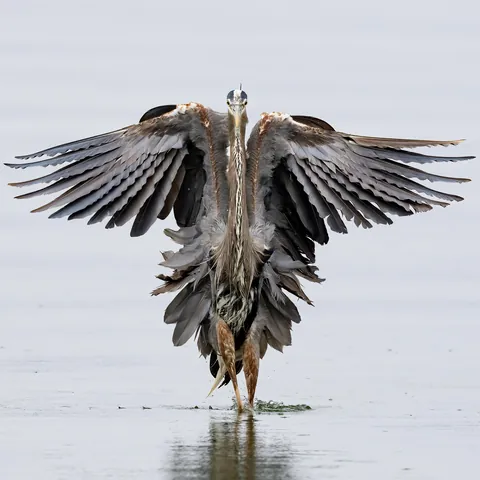 🔥Great Blue Heron Landing