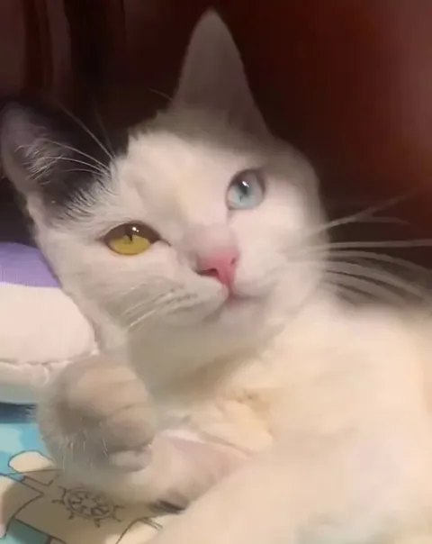 From a stray cat to a supermodel