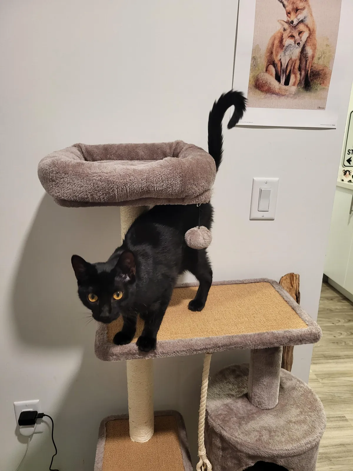 I got pumpkin a week ago, she's settling in well