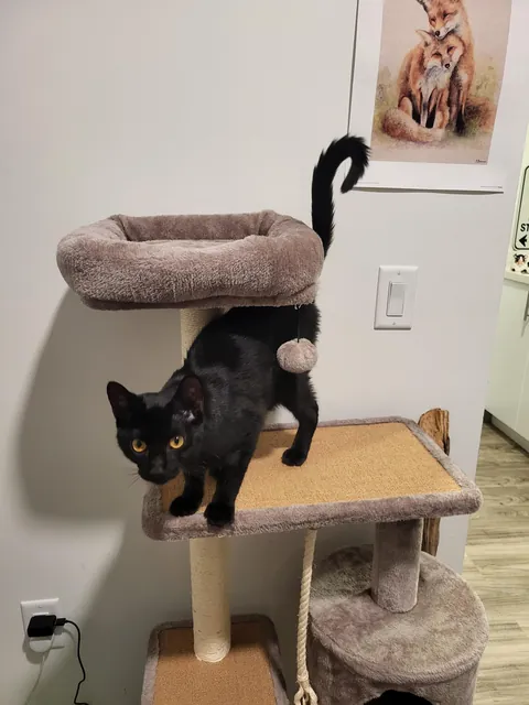 I got pumpkin a week ago, she's settling in well