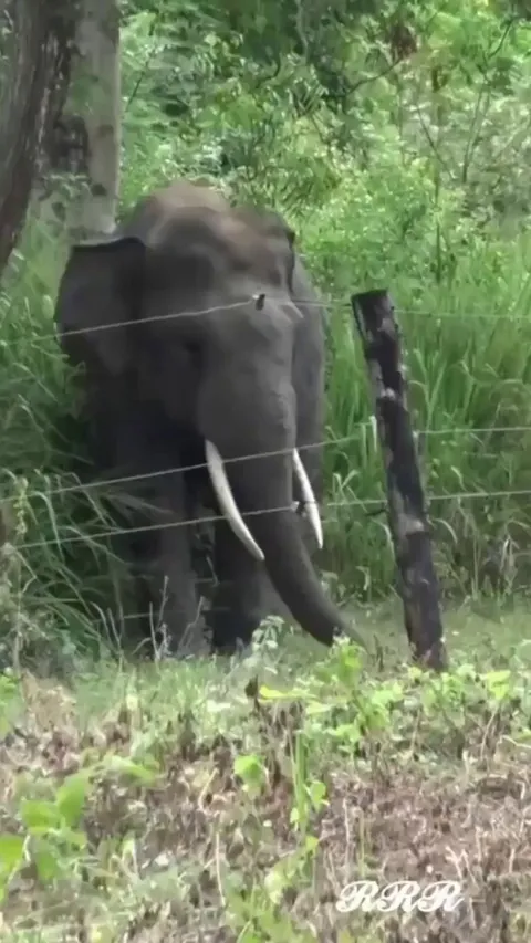 An indian elephant carefully dismantling and short-circuiting an electric fence