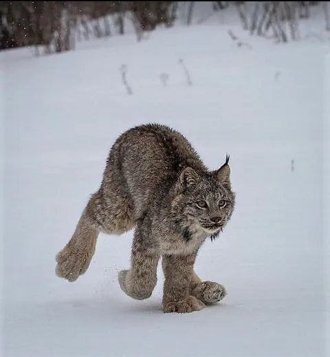 🔥 A lynx with some serious paws