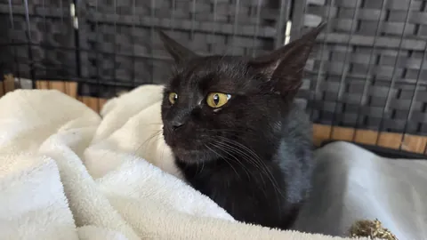 That was a quick reincarnation