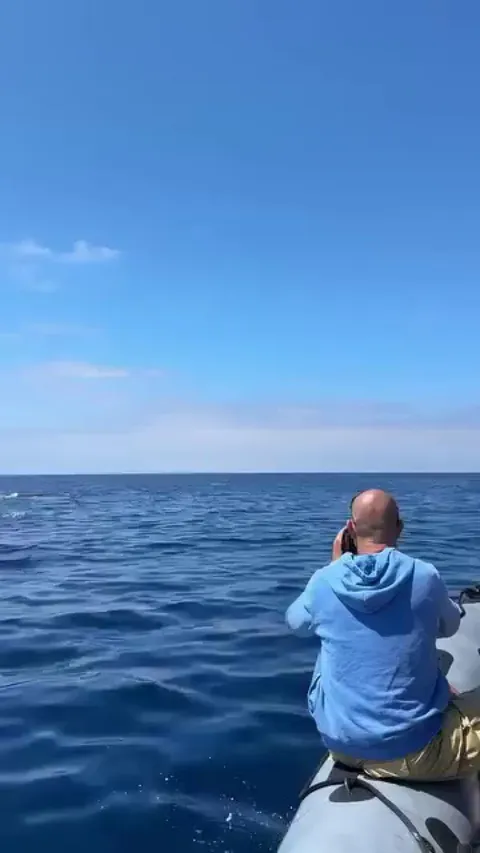 High-flying bottlenose dolphin near Newport Beach, California  
