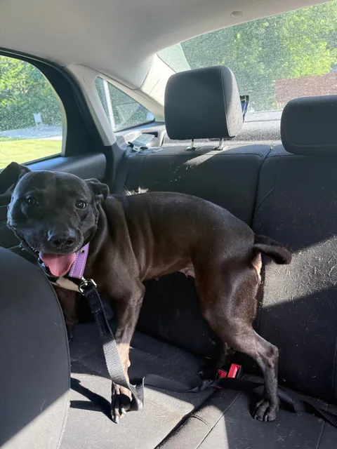 Waffles has officially broken out of the shelter after 730 days! 🤭